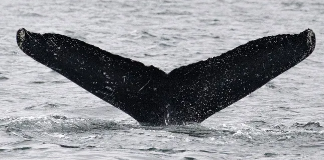Naukowcy zdołali porozumieć się z wielorybem o imieniu Twain (Jodi Frediani)
